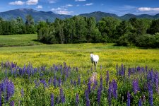 horse and lupines small.jpg
