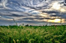 hdr foxtail 1400.jpg