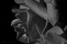 paper rose.jpg