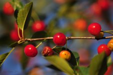 cherry red.jpg