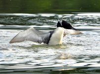 crazy loon.jpg