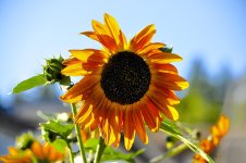 sunflower.jpg