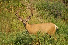 bigbuck.jpg