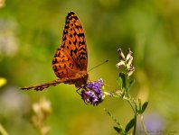 buttterflies are free.jpg