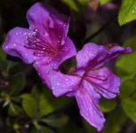 flowers_with_dew_in_color_by_samspade1941-d592zmf.jpg