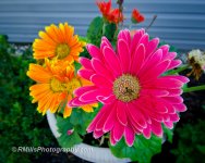 DSC_0003_3035.jpg