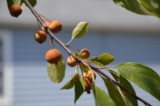 Branch with berries.jpg