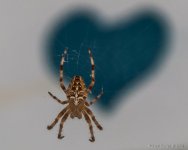 DSC_9884.jpg