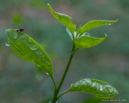 DSC_9877.jpg