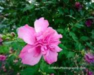 DSC_0005_3058.jpg