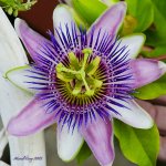 passion flower 1.jpg