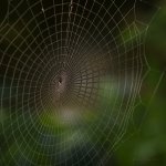 spider web.jpg