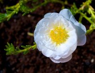 Moss Rose.jpg