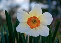 Daffodil.jpg