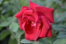 Bright Red Rose.JPG