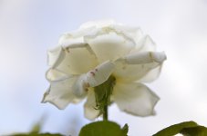 Under White Rose.JPG
