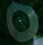 Spider Web.jpg