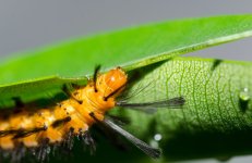 caterpillar.JPG