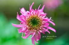 flower1-s-sm.jpg