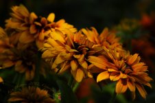 fall colors.jpg