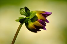 plastic looking flower.jpg