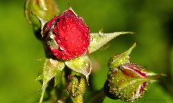 wet rosebud.jpg