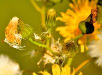 weeds.jpg