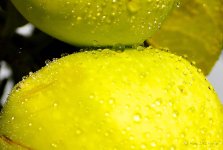 waterdrops.jpg