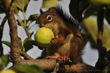 hungry squirrel.jpg