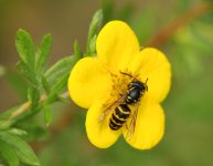 bee on flower.jpg