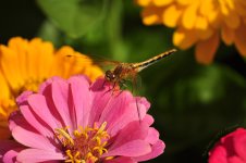 dragonfly and flower.jpg