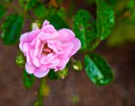 Little Rose.jpg
