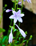Another Hosta.jpg
