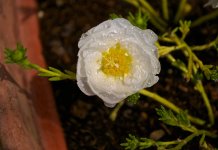 Moss Rose.jpg