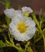 Moss Rose A.jpg