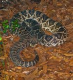 Eastern Diamondback Rattlesnake.jpg