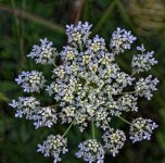 Beautiful weed 1200.jpg