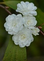 DSC_0006.jpg