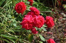 ImageUploadedByTapatalk HD1346086318.552406.jpg