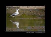 Seagulls.jpg