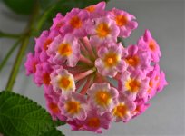 DSC_0010.jpg
