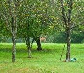 Deer 2.jpg