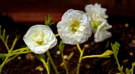 Moss Roses.jpg