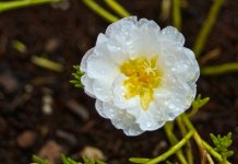 Moss Rose 1.jpg