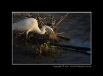Morning-Egret-(1).jpg Morning-Egret-(1).jpg
