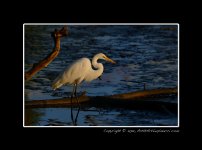 Morning-Egret.jpg Morning-Egret.jpg