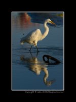 Egret-Walking.jpg