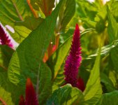 Back Light Flower.jpg
