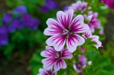 Govenors Palace Flower.jpg