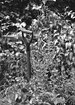 B-W Shovel.jpg